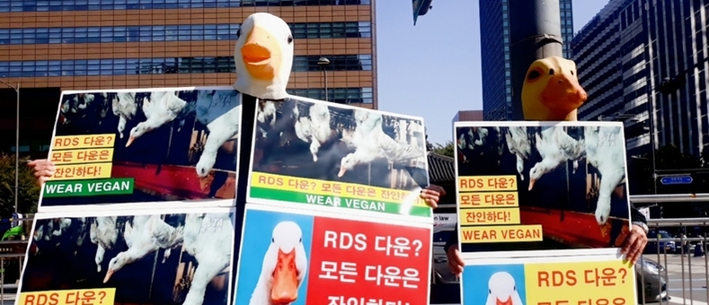 [전문] 한국동물보호연합 "RDS 다운?…모든 다운은 잔인하다!" 기자회견